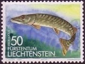 Northern Pike (Esox lucius)