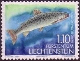 Sea Trout (Salmo trutta lacustris)