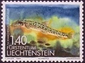 Stone Loach (Barbatula barbatula)