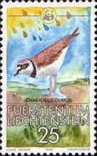 Little Ringed Plover (Charadrius dubius)