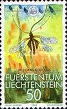 Owly Sulphur (Libelloides coccajus)