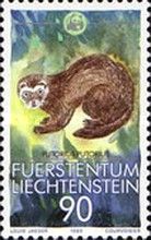 European Polecat (Mustela putorius)