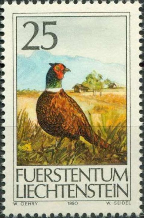 Common Pheasant (Phasianus colchicus)