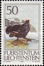 Black Grouse (Lyrurus tetrix)