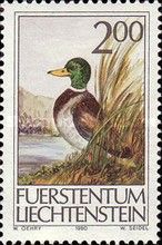 Mallard (Anas platyrhynchos)