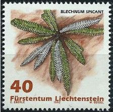 Ferns