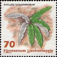 Ferns