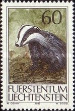 European Badger (Meles meles)