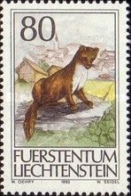 Stone Marten (Martes foina)