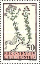 Origanum vulgare