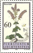 Salvia pratensis