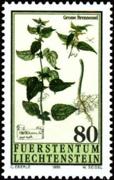 Urtica dioica