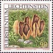 Helvella silvicola