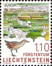 Corncrake (Crex crex), Ruggeller Riet