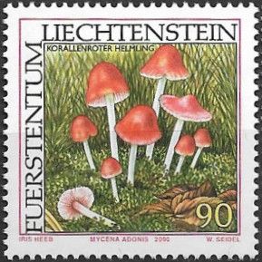 Mycena adonis