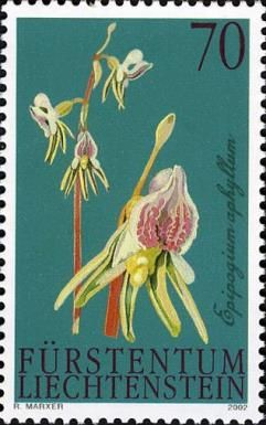Ghost Orchid (Epipogium aphyllum)