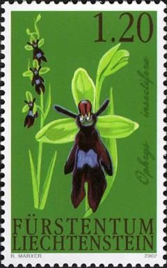 Fly Orchid (Ophrys insectifera)