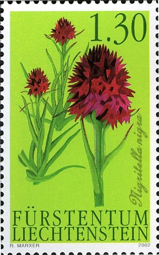 Black Vanilla Orchid (Nigritella nigra)
