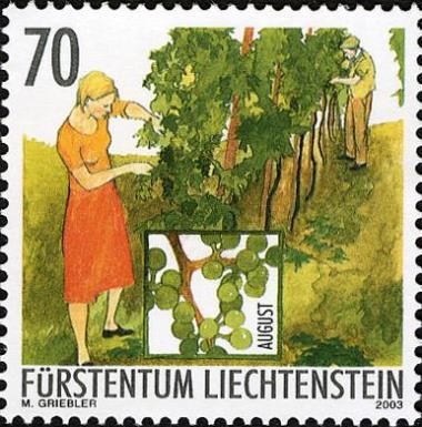 Thinning out of vines (August)