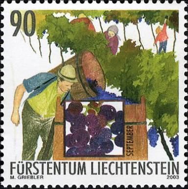 Harvesting grapes (September)