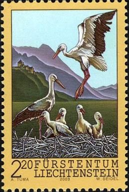 White Stork (Ciconia ciconia), Stork's Nest in the Rhine Val