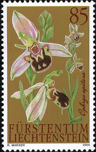 Bee Orchid (Ophrys apifera)