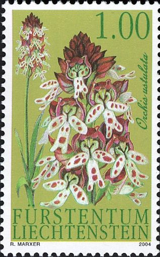 Burnt Orchid (Orchis ustulata)