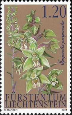 Violet Helleborine (Epipactis purpurata)