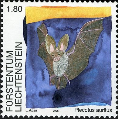 Brown Long-eared Bat (Plecotus auritus)