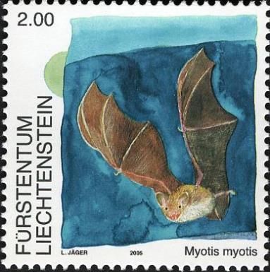 Greater Myotis (Myotis myotis)