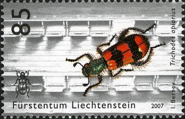 Bee Beetle (Trichodes apiarius)