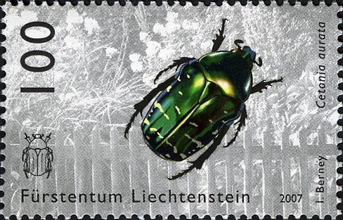 Rose Chafer (Cetonia aurata)