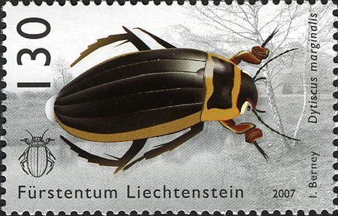 Great Diving Beetle (Dytiscus marginalis)