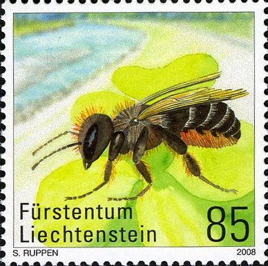 Bee (Osmia brevicornis)