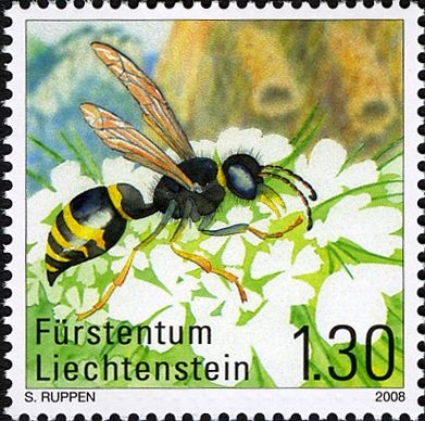 Spiny Mason Wasp (Odynerus spinipes)