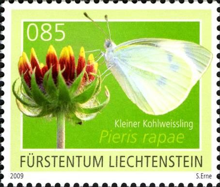 Small Cabbage White (Pieris rapae)