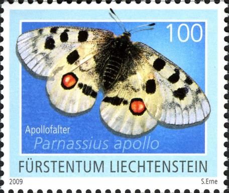 Apollo (Parnassius apollo)