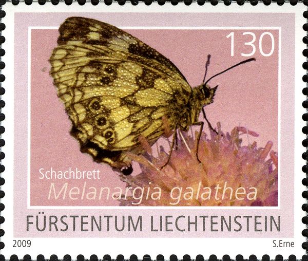 Marbled White (Melanargia galathea)