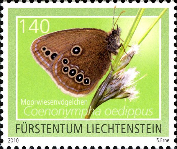 False Ringlet (Coenonympha oedippus)