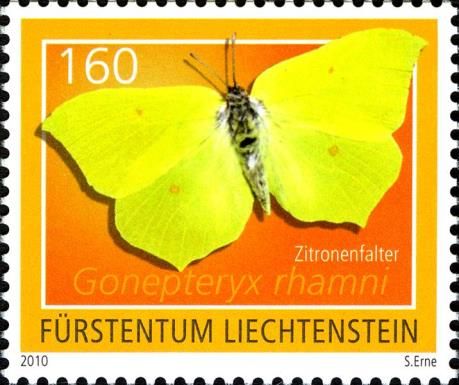 Brimstone (Gonepteryx rhamni)