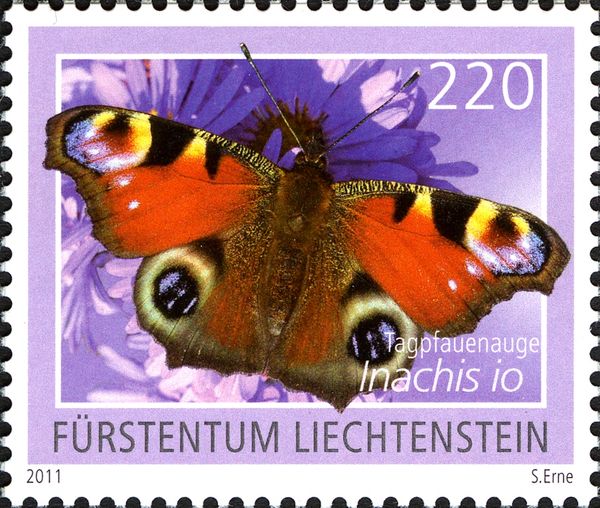 European peacock (Inachis io)
