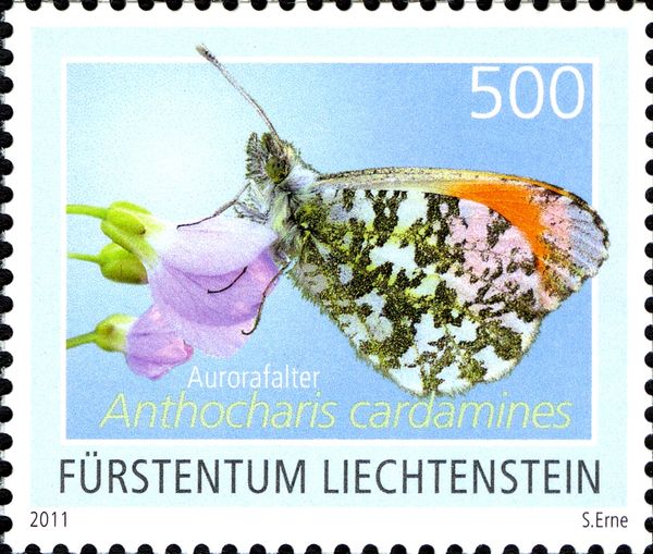Orange Tip (Anthocharis cardamines)