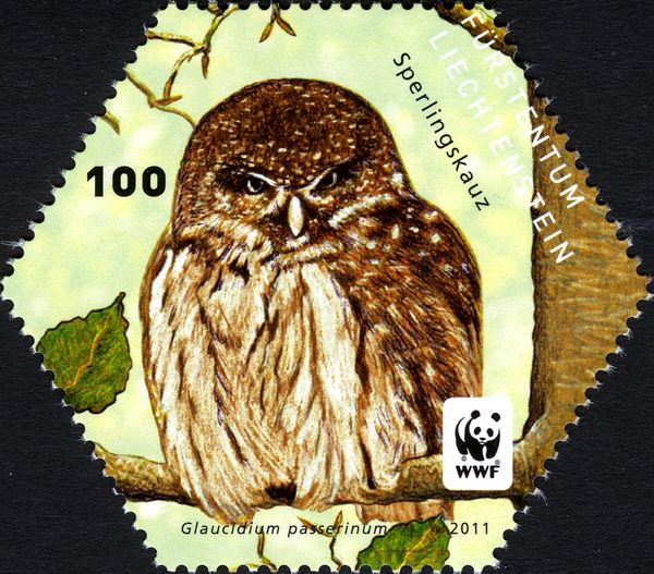 Eurasian Pygmy-Owl (Glaucidium passerinum)