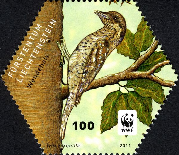 Eurasian Wryneck (Jynx torquilla)