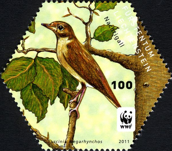 Common Nightingale (Luscinia megarhynchos)