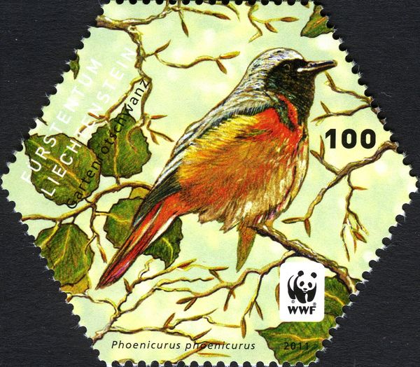 Common Redstart (Phoenicurus phoenicurus)