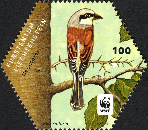 Red-backed Shrike (Lanius collurio)