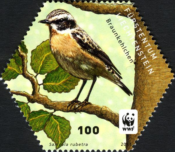 Whinchat (Saxicola rubetra)