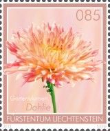 Dahlia