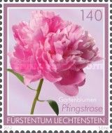 Peony (Paeonia)